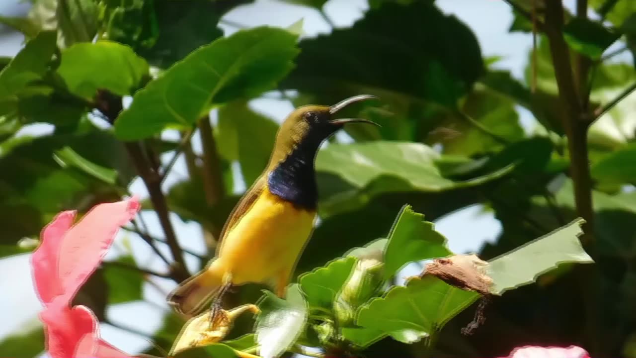 Philippines Hummingbird - Sunbird