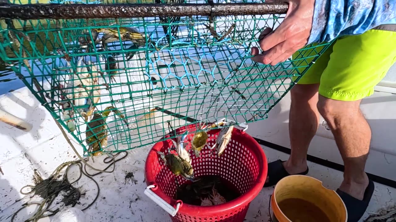 How to Catch Blue Crab in Florida! #Bluecrab #seafood