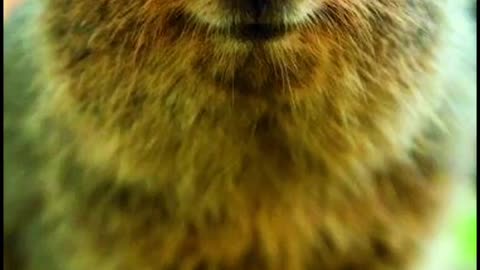 Wildlife