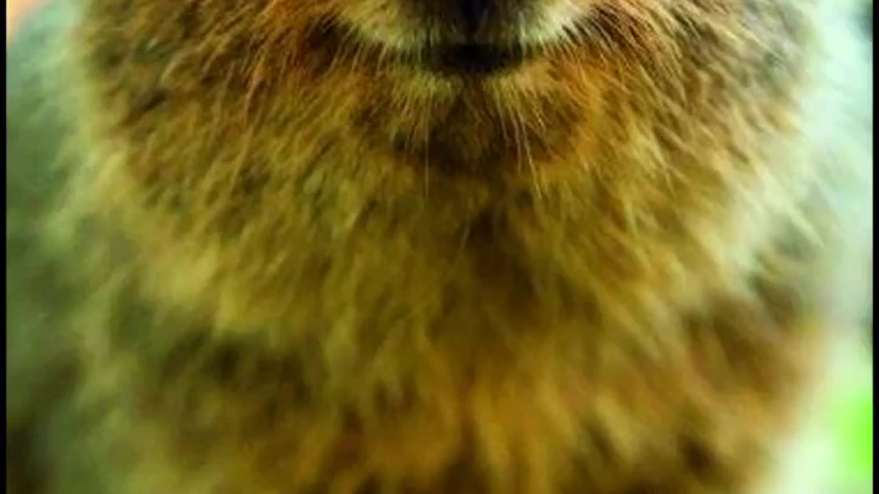 Wildlife