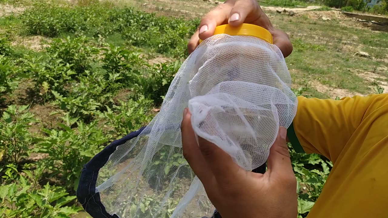 Sweeping net and insect killing jar