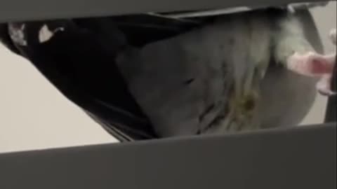 Whistling but from which end budd 🤣