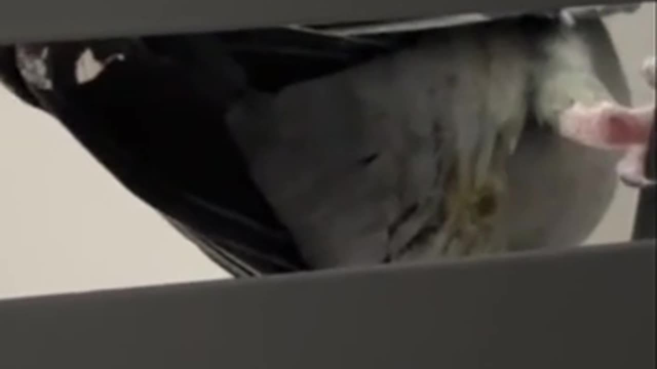 Whistling but from which end budd 🤣