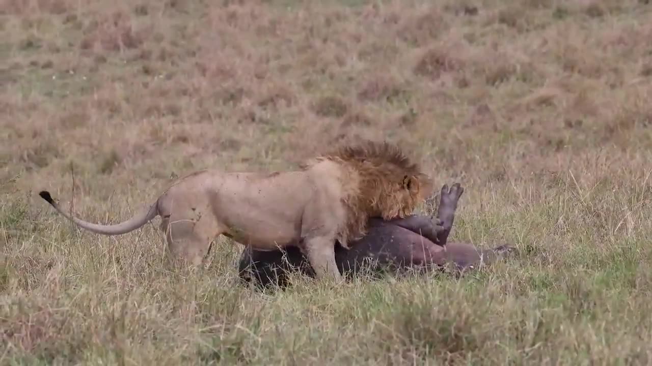 Lion Vs Hippo