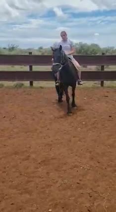 Friesian Mare for sale, 9 Years old,14.3 Hands