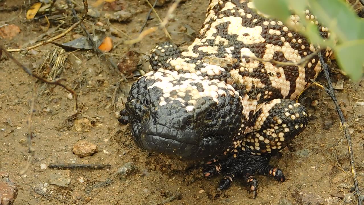 Venomous Lizard from America - Gila Monster