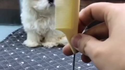 🙏❤🎉🎉🎉🎊🎊🎊️SWEET AND FUNNY ANIMALS SHOTS 🙏❤️❤️🎉🎉🎉🎊🎊🎊