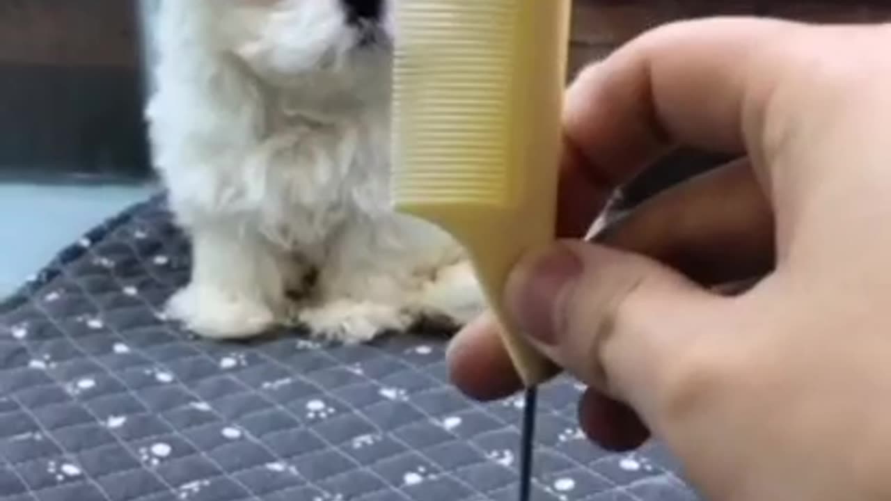 🙏❤🎉🎉🎉🎊🎊🎊️SWEET AND FUNNY ANIMALS SHOTS 🙏❤️❤️🎉🎉🎉🎊🎊🎊