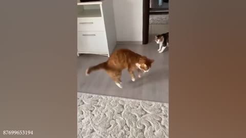 funny cats