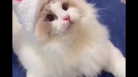 Cats at Their Silliest: A Video You Can't Miss!