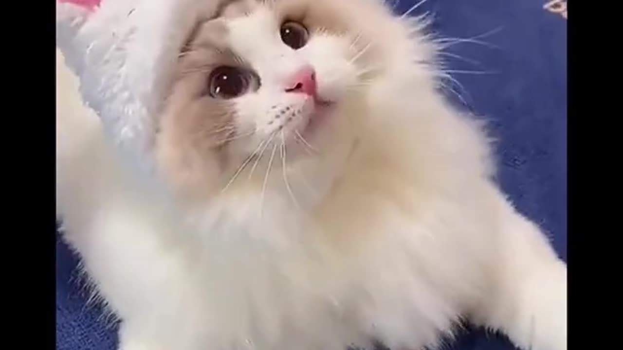 Cats at Their Silliest: A Video You Can't Miss!