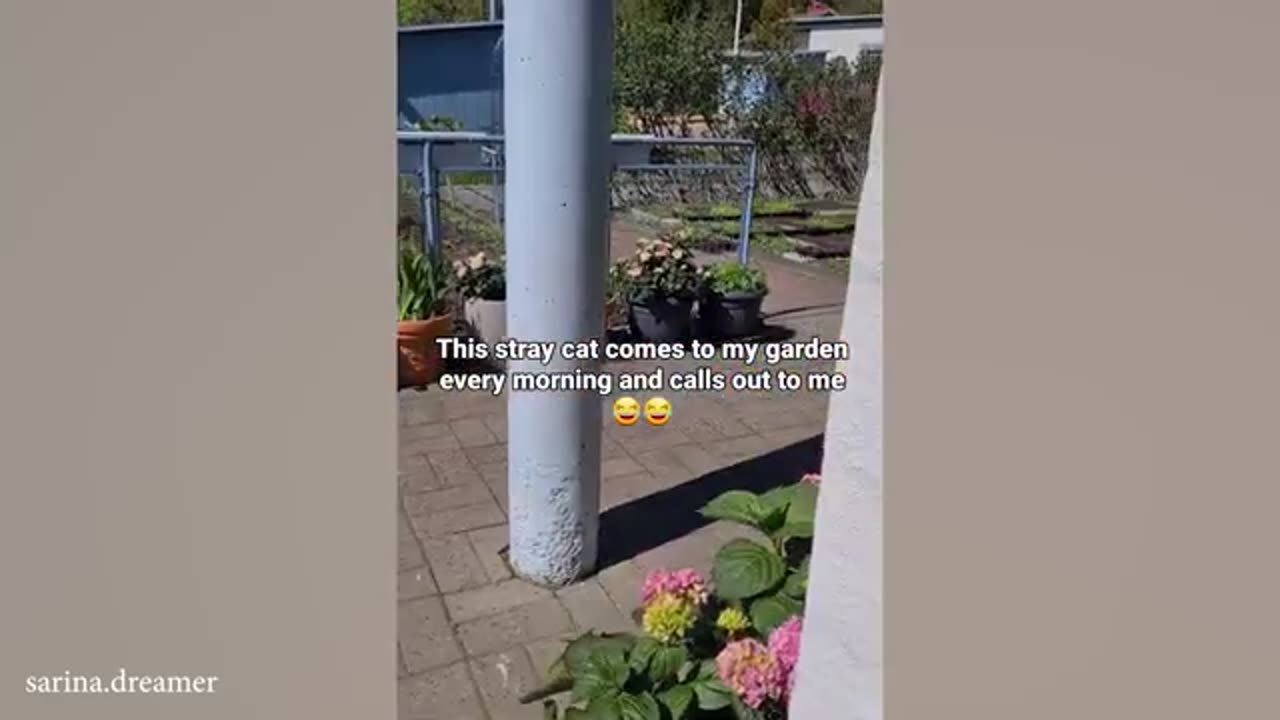 The cat is funny the lol