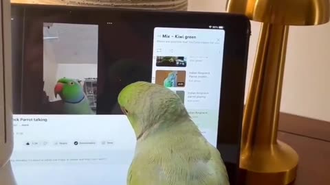 These smart parrots can understand probability