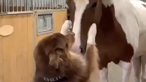 🙏❤️🎉🎉🎉🎊🎊🎊️SWEET AND FUNNY ANIMAL SHOTS 🙏❤️❤️🎉🎉🎉🎊🎊🎊