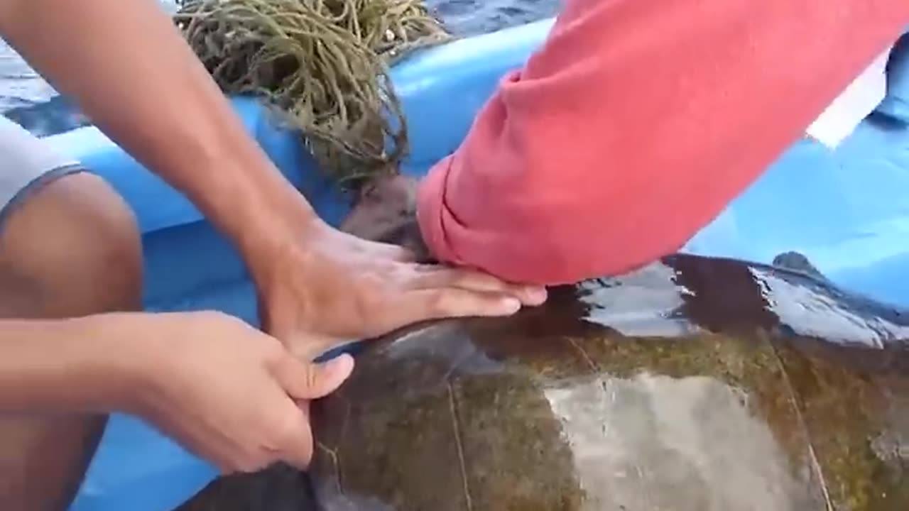 This Tiger Shark Saves Injury Turtle