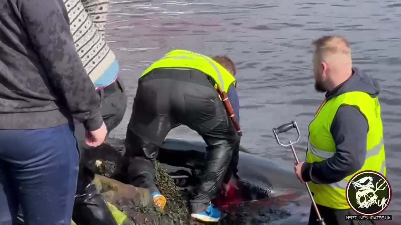 Danish Faroe Islands: 40 Pilot whales were killed in Blood-Sport