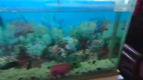 Fish tank