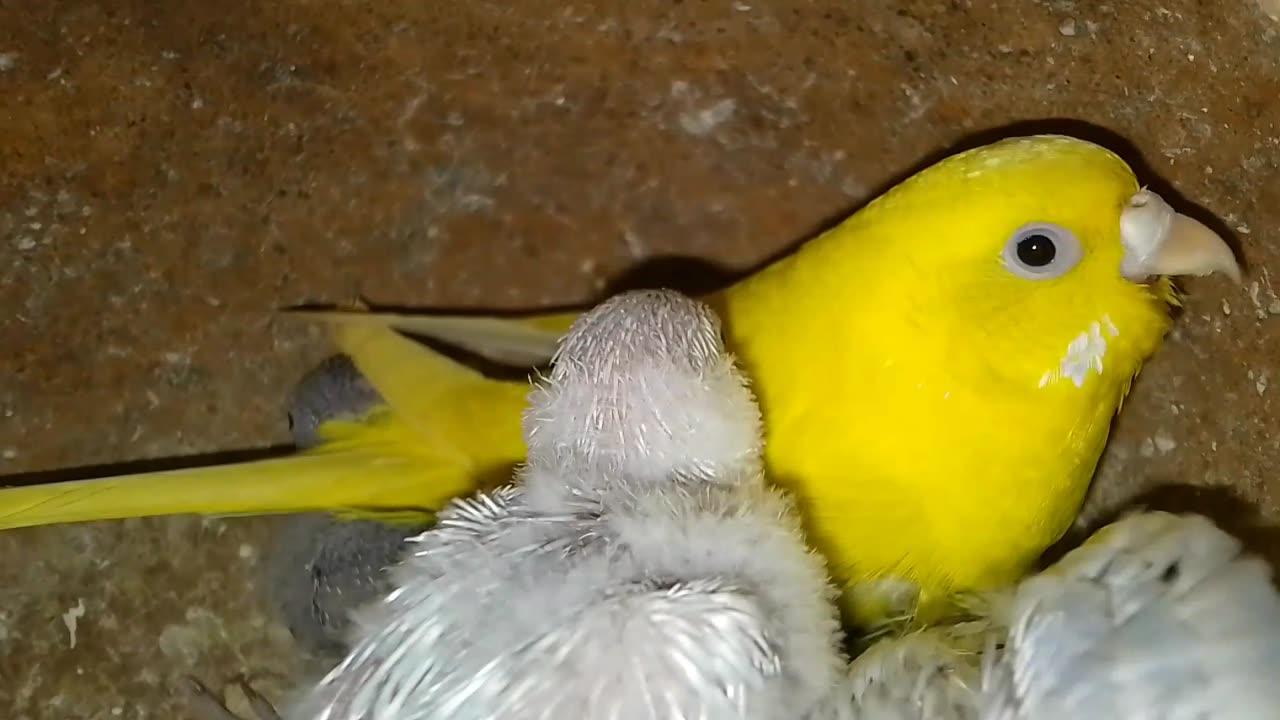 Viral birds video