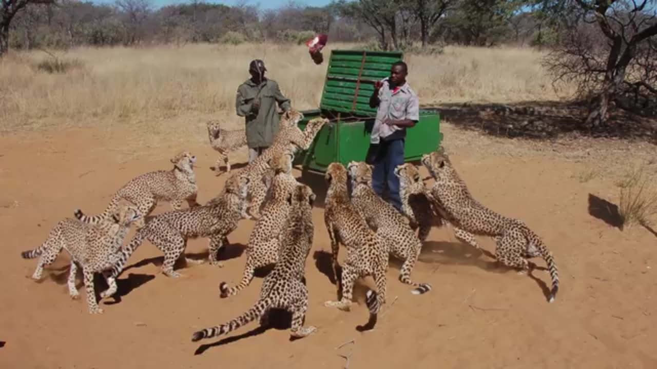 Harnas Cheetah Feeding Frenzy