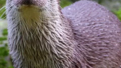 Wildlife