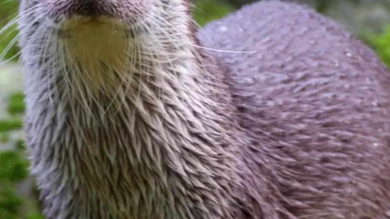 Wildlife