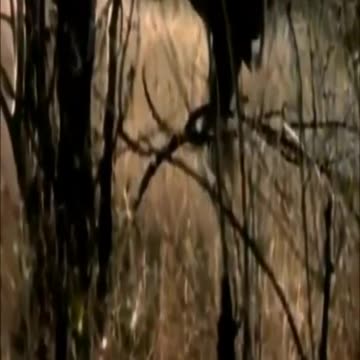 Lion vs Zebra, Buffalo vs Lion, Zebras Fighting, Tiger vs alligator | Deadly Wildlife Fight #Shorts