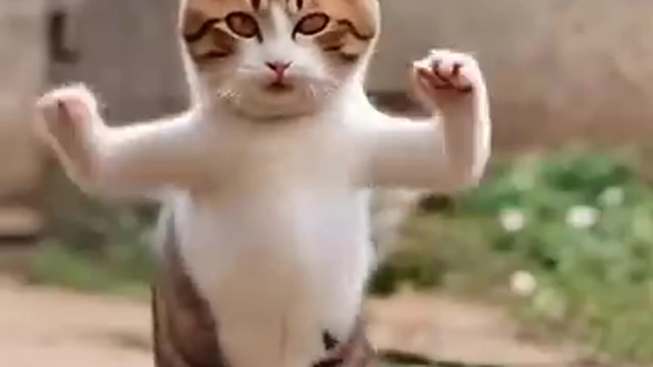 Cat Dance 😂 #shorts #cat #pet #dance #comedy