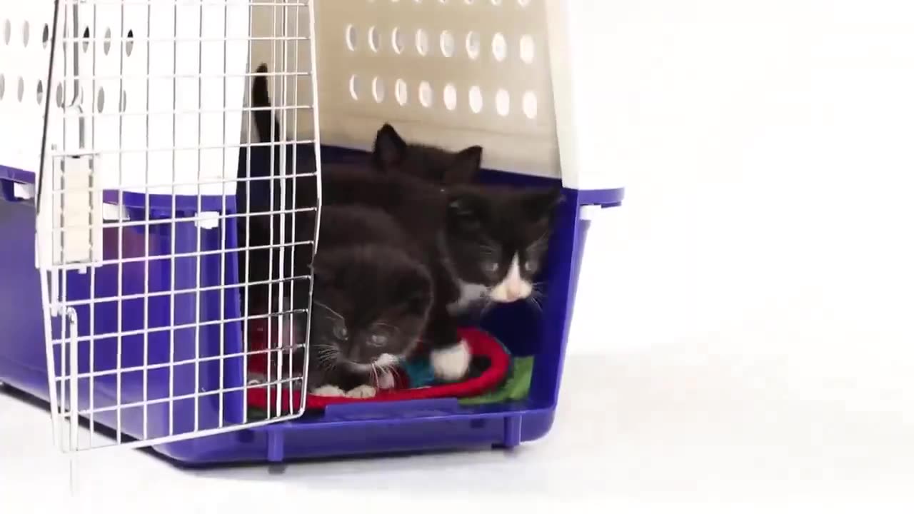 Puppies meeting kittens for the first time.. 😊