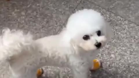 🙏❤️🎉🎉🎉🎊🎊🎊️SWEET AND FUNNY PETS SHOTS 🙏❤️❤️🎉🎉🎉🎊🎊🎊
