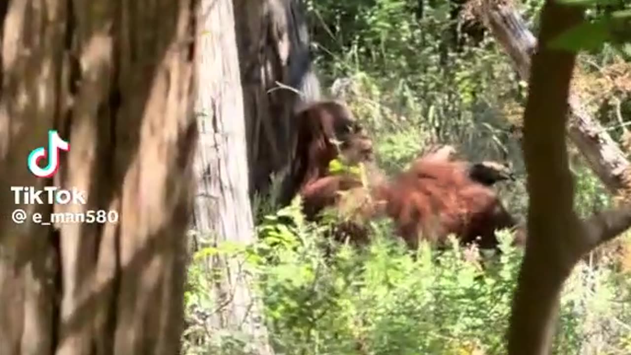 Bigfoot in the woods