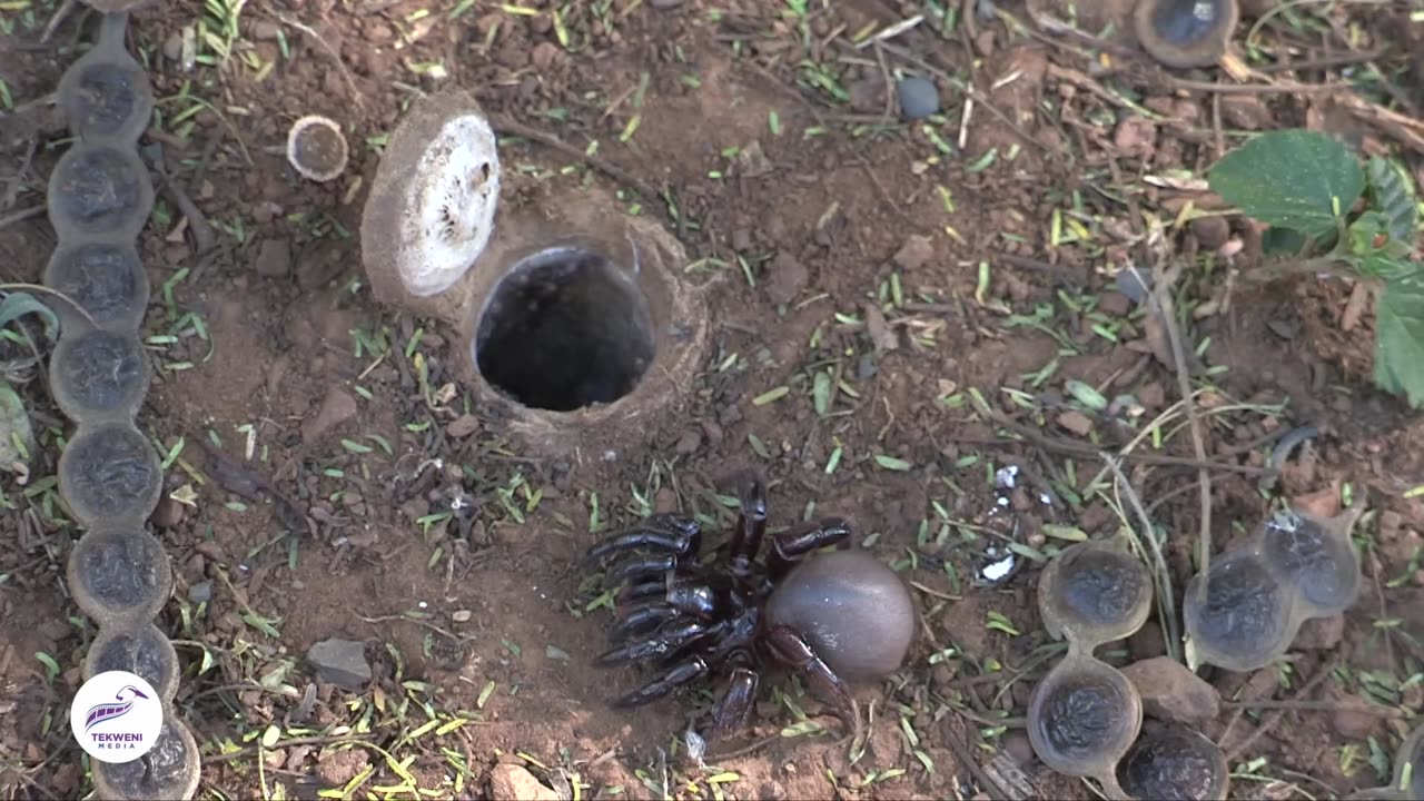 Discover the Secret Life of the African Trapdoor Spider!