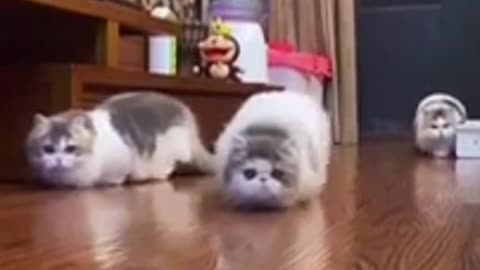 Funny Cats Moments! #shorts