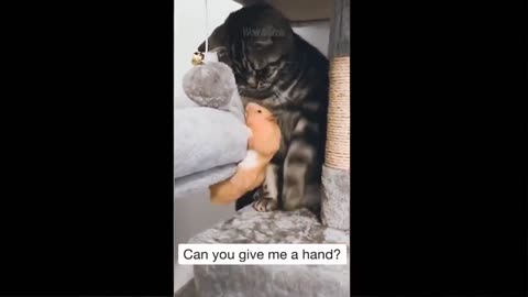 Funniest Animals Videos