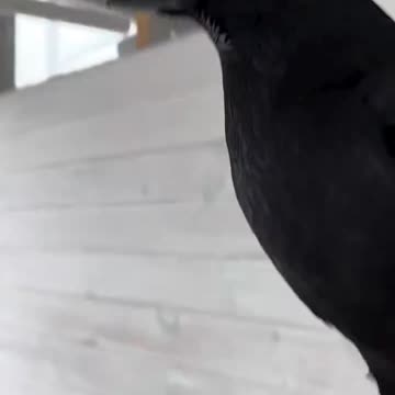 Smart crow - An example of how smart crows really are
