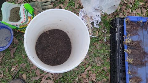 Planting Strawberries