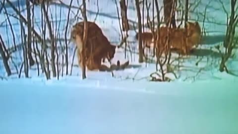 unbelievable iberian lynx attacks fox