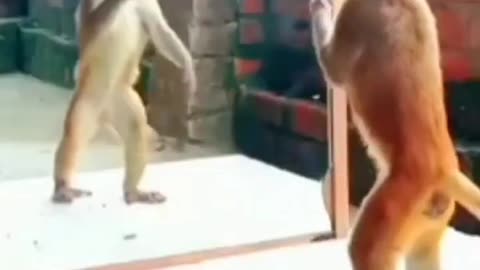 funy monkey