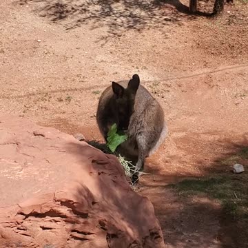 Lovely Wallaby (#livingzoo)