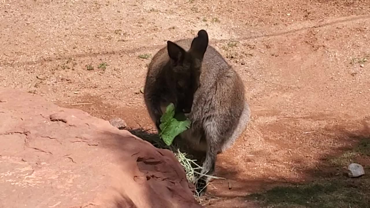 Lovely Wallaby (#livingzoo)