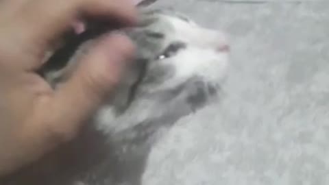 Veja a manhã desse gato