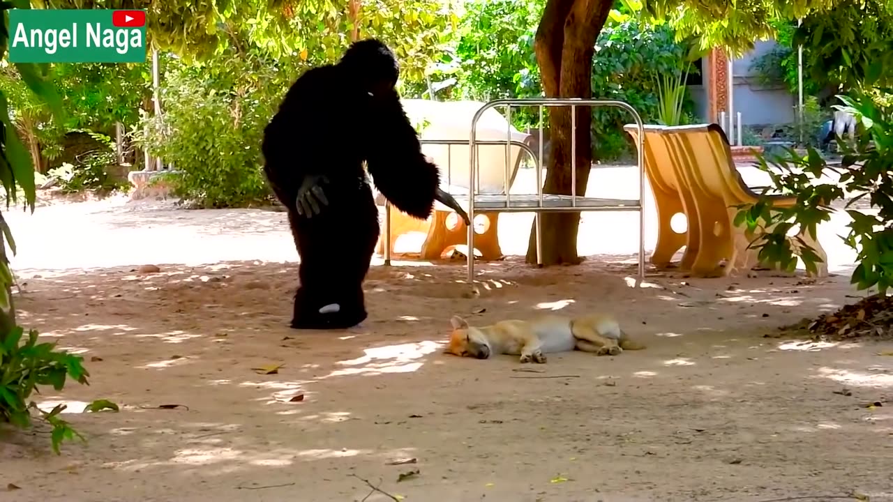 Fake Gorilla prank Dogs Super Funny