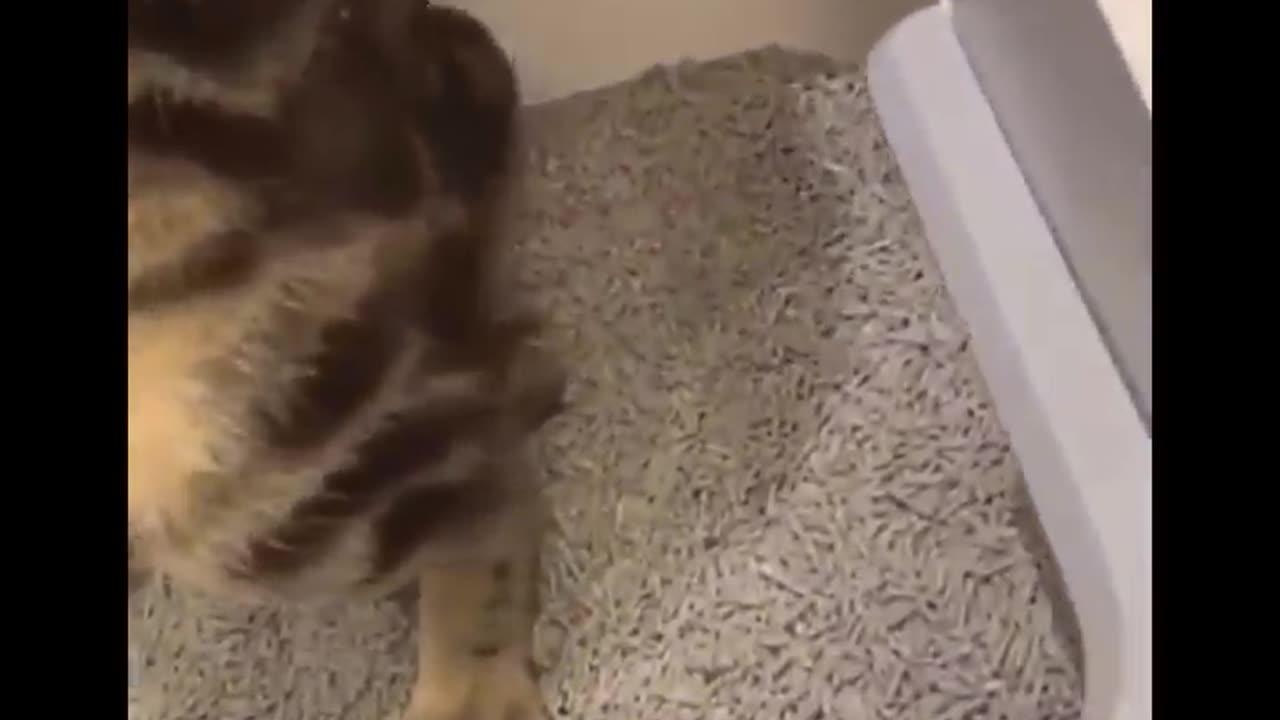 Funniest Cats 😹 - Don't try to hold back Laughter 😂 - Funny Cats Life