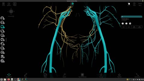 Plexo sacral