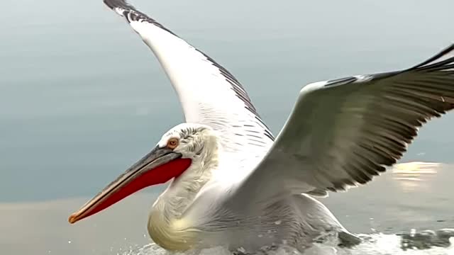 Dalmatian Pelican Lands in Slow Motion