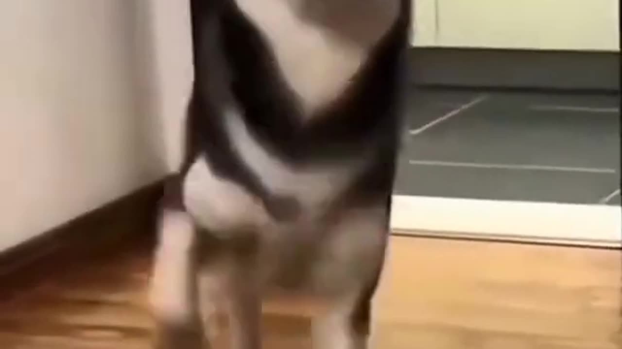 The Dancing Dog: Hilarious Grooves That Will Make Your Day!