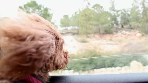 Dog has wind in fur