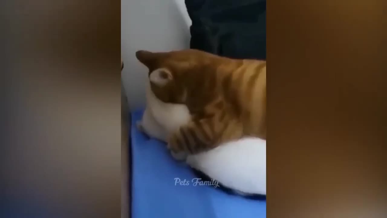 Funny cat and dog funny videos