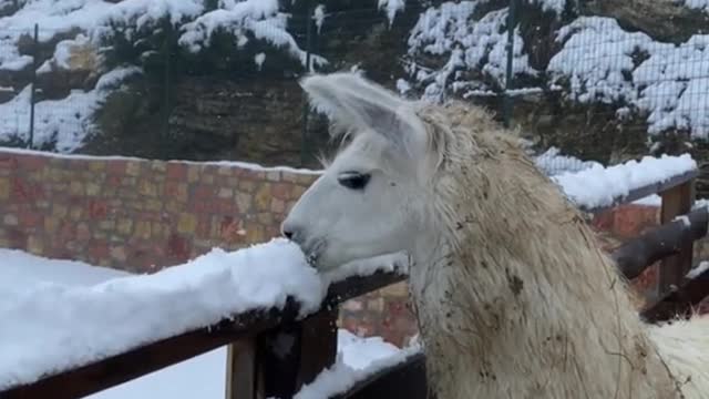 Funny animals compilation. Snow TIME! 😅