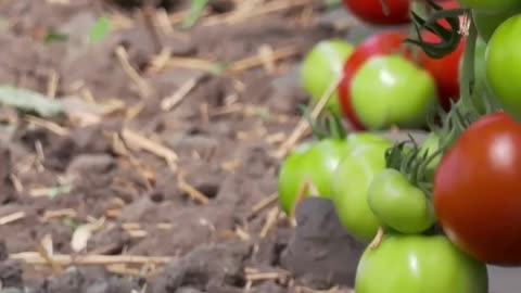 Green Living Off Grid Following The Lead Of An Expert In Self-Sufficiency