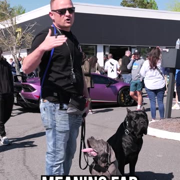 How To Get Your Dog Comfortable With New Things